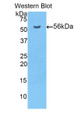 Western Blot; Sample: Recombinant PDI, Human.