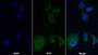 AF488 staining on IF; Sample: Hela cell; Primary Ab: 20ug/ml Mouse Anti-Canine IGF1 Antibody; Second Ab: 2ug/ml AF488-Linked Caprine Anti-Mouse IgG Polyclonal Antibody