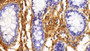 DAB staining on IHC-P; Samples: Porcine Colon Tissue; Primary Ab: 10ug/ml Rabbit Anti-Porcine FG Antibody; Second Ab: 2ug/mL HRP-Linked Caprine Anti-Rabbit IgG Polyclonal Antibody