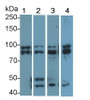 Western Blot; Sample: Lane1: MCF7 cell lysate; Lane2: Rat Cerebrum lysate; Lane3: Mouse Cerebrum lysate; Lane4: Porcine Cerebrum lysate; Primary Ab: 0.2ug/ml Rabbit Anti-Human OPA1 Antibody; Second Ab: 0.2ug/mL HRP-Linked Caprine Anti-Rabbit IgG Polyclonal Antibody