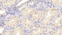 DAB staining on IHC-P; Sample: Human Kidney Tissue; Primary Ab: 20ug/ml Mouse Anti-Human OPG Antibody Second Ab: 2ug/mL HRP-Linked Caprine Anti-Mouse IgG Polyclonal Antibody
