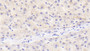 DAB staining on IHC-P; Sample: Human Liver Tissue; Primary Ab: 20ug/ml Mouse Anti-Human OPG Antibody; Second Ab: 2ug/mL HRP-Linked Caprine Anti-Mouse IgG Polyclonal Antibody