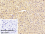 DAB staining on IHC-P; Sample: Mouse Liver Tissue; Primary Ab: 10ug/ml Rabbit Anti-Mouse LPL Antibody; Control: Used PBS instead of primary antibody; Second Ab: 2ug/ml HRP-Linked Caprine Anti-Rabbit IgG Polyclonal Antibody