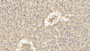DAB staining on IHC-P; Sample: Porcine Liver Tissue; Primary Ab: 10ug/ml Mouse Anti-Human APOC1 Antibody; Second Ab: 2ug/mL HRP-Linked Caprine Anti-Mouse IgG Polyclonal Antibody