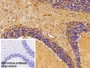 DAB staining on IHC-P; Sample: Mouse Cerebellum Tissue; Primary Ab: 10ug/ml Rabbit Anti-Mouse AQP4 Antibody; Control: Used PBS instead of primary antibody; Second Ab: 2ug/ml HRP-Linked Caprine Anti-Rabbit IgG Polyclonal Antibody