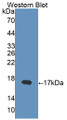 Western Blot; Sample: Recombinant IFNg, Mouse.