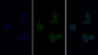 FITC staining on IF; Sample: Human Hela cell; Primary Ab: 20ug/ml Mouse Anti-Human PTEN Antibody Second Ab: 5ug/ml FITC-Linked Caprine Anti-Mouse IgG Polyclonal Antibody
