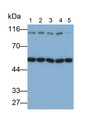 Western Blot; Samples: Lane1: Hela cell lysate; Lane2: 293T cell lysate; Lane3: K562 cell lysate; Lane4: HepG2 cell lysate; Lane5: HCT116 cell lysate; Primary Ab: 0.2ug/ml Rabbit Anti-Mouse STAB1 Antibody; Second Ab: 0.2ug/ml HRP-Linked Caprine Anti-Rabbit IgG Polyclonal Antibody
