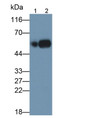 Western Blot; Sample: Lane1: Human Lung lysate; Lane2: Human Placenta lysate; Primary Ab: 0.2ug/ml Rabbit Anti-Human uPA Antibody; Second Ab: 0.2ug/mL HRP-Linked Caprine Anti-Rabbit IgG Polyclonal Antibody
