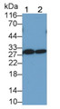 Western Blot; Sample: Lane1: Human Serum; Lane2: Human Plasma Primary Ab: 0.5ug/ml Mouse Anti-Human TIGIT Antibody Second Ab: 0.2ug/mL HRP-Linked Caprine Anti-Mouse IgG Polyclonal Antibody