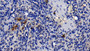 DAB staining on IHC-P; Sample: Canine Spleen Tissue; Primary Ab: 10ug/ml Rabbit Anti-Canine NE Antibody Second Ab: 2ug/mL HRP-Linked Caprine Anti-Rabbit IgG Polyclonal Antibody