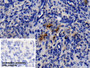 DAB staining on IHC-P; Sample: Canine Spleen Tissue; Primary Ab: 10ug/ml Rabbit Anti-Canine NE Antibody; Control: Used PBS instead of primary antibody; Second Ab: 2ug/ml HRP-Linked Caprine Anti-Rabbit IgG Polyclonal Antibody