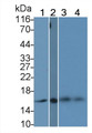 Western Blot; Sample: Lane1: Bovine Cerebrum lysate; Lane2: Rat Liver lysate; Lane3: Mouse Cerebrum lysate; Lane4: Canine Cerebrum lysate; Primary Ab: 0.2ug/ml Mouse Anti-Multi-species H3 Antibody; Second Ab: 0.2ug/mL HRP-Linked Caprine Anti-Mouse IgG Polyclonal Antibody