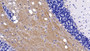 DAB staining on IHC-P; Sample: Rat Cerebellum Tissue; Primary Ab: 20ug/ml Mouse Anti-Human NEFL Antibody; Second Ab: 2ug/mL HRP-Linked Caprine Anti-Mouse IgG Polyclonal Antibody
