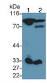 Western Blot; Sample: Lane1: Human Serum; Lane2: Human Plasma Primary Ab: 0.2ug/ml Mouse Anti-Human F2 Antibody Second Ab: 0.2ug/mL HRP-Linked Caprine Anti-Mouse IgG Polyclonal Antibody