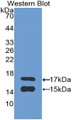 Western Blot; Sample: Recombinant MCP1, Human.