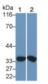 Western Blot; Sample: Lane1: Human Placenta lysate; Lane2: SKOV3 cell lysate Primary Ab: 0.5ug/ml Mouse Anti-Human MMP7 Antibody Second Ab: 0.2ug/mL HRP-Linked Caprine Anti-Mouse IgG Polyclonal Antibody