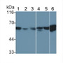 Western Blot; Sample: Lane1: Porcine Heart lysate; Lane2: Canine Heart lysate; Lane3: Bovine Heart lysate; Lane4: Caprine Heart lysate; Lane5: Gallus Heart lysate; Lane6: Equine Heart lysate; Primary Ab: 0.15ug/ml Mouse Anti-Human VIM Antibody; Second Ab: 0.2ug/mL HRP-Linked Caprine Anti-Mouse IgG Polyclonal Antibody