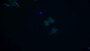 FITC staining on IF; Samples: Human Hela cell; Primary Ab: 20ug/ml Mouse Anti-Human BECN1 Antibody Second Ab: 5ug/ml FITC-Linked Caprine Anti-Mouse IgG Polyclonal Antibody
