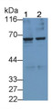 Western Blot; Sample: Lane1: 293T cell lysate; Lane2: PC3 cell lysate Primary Ab: 2ug/ml Mouse Anti-Human TMPRSS2 Antibody Second Ab: 0.2ug/mL HRP-Linked Caprine Anti-Mouse IgG Polyclonal Antibody
