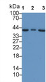 Western Blot; Sample: Lane1: Hela cell lysate; Lane2: MCF7 cell lysate; Lane3: HepG2 cell lysate Primary Ab: 2ug/ml Mouse Anti-Human IGFBP3 Antibody Second Ab: 0.2ug/mL HRP-Linked Caprine Anti-Mouse IgG Polyclonal Antibody