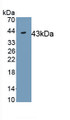 Western Blot; Sample: Recombinant IDO, Human.