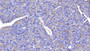 DAB staining on IHC-P; Samples: Rat Pancreas Tissue; Primary Ab: 40ug/ml Mouse Anti-Rat GP2 Antibody Second Ab: 2ug/mL HRP-Linked Caprine Anti-Mouse IgG Polyclonal Antibody