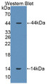 Western Blot; Sample: Recombinant SPD, Rat.