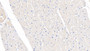 DAB staining on IHC-P; Samples: Porcine Cardiac Muscle Tissue; Primary Ab: 20ug/ml Rabbit Anti-Human TSC1 Antibody; Second Ab: 2ug/mL HRP-Linked Caprine Anti-Rabbit IgG Polyclonal Antibody