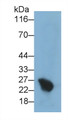 Western Blot; Sample: Human Placenta lysate Primary Ab: 0.2ug/ml Mouse Anti-Human PL Antibody Second Ab: 0.2ug/mL HRP-Linked Caprine Anti-Mouse IgG Polyclonal Antibody