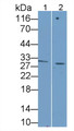 Western Blot; Sample: Lane1: Human Placenta lysate; Lane2: K562 cell lysate Primary Ab: 1ug/ml Mouse Anti-Human GDF15 Antibody Second Ab: 0.2ug/mL HRP-Linked Caprine Anti-Mouse IgG Polyclonal Antibody