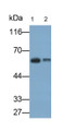 Western Blot; Samples: Lane1: Jurkat cell lysate; Lane2: Human Platelet lysate; Primary Ab: 0.3ug/ml Mouse Anti-Human CXCR4 Antibody; Second Ab: 0.2ug/ml HRP-Linked Caprine Anti-Mouse IgG Polyclonal Antibody