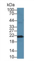 Western Blot; Sample: Mouse Cerebrum lysate; Primary Ab: 3ug/ml Mouse Anti-Mouse FTH Antibody Second Ab: 0.2ug/mL HRP-Linked Caprine Anti-Mouse IgG Polyclonal Antibody
