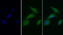 FITC staining on IF; Samples: Human MCF7 cell; Primary Ab: 20ug/ml Mouse Anti-Human EGFR Antibody Second Ab: 1ug/ml FITC-Linked Caprine Anti-Mouse IgG Polyclonal Antibody