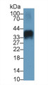 Western Blot; Sample: PANC1 cell lysate Primary Ab: 2ug/ml Mouse Anti-Human INS Antibody Second Ab: 0.2ug/mL HRP-Linked Caprine Anti-Mouse IgG Polyclonal Antibody