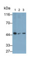 Western Blot; Samples: Lane1: U87MG cell lysate; Lane2: SK-N-SH cell lysate; Lane3: SH-SY5Y cell lysate; Primary Ab: 1ug/ml Mouse Anti-Human NOS1 Antibody; Second Ab: 0.2ug/ml HRP-Linked Caprine Anti-Mouse IgG Polyclonal Antibody