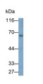 Western Blot; Sample: Rat Cerebrum lysate; Primary Ab: 0.1ug/ml Rabbit Anti-Rat FOXP3 Antibody; Second Ab: 0.2ug/ml HRP-Linked Caprine Anti-Rabbit IgG Polyclonal Antibody