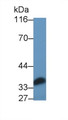 Western Blot; Sample: Rat Lymph node lysate Primary Ab: 1ug/ml Rabbit Anti-Cavia IL6 Antibody Second Ab: 0.2ug/mL HRP-Linked Caprine Anti-Rabbit IgG Polyclonal Antibody