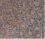 AB staining on IHC-P; Samples:Rat Stomach Tissue