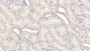 DAB staining on IHC-P; Sample: Human Kidney Tissue; Primary Ab: 10ug/ml Rabbit Anti-Human GPR44 Antibody Second Ab: 2ug/mL HRP-Linked Caprine Anti-Rabbit IgG Polyclonal Antibody