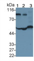 Western Blot; Sample: Lane1: Human Serum; Lane2: Human Plasma; Lane3: Human Lung lysate Primary Ab: 0.2ug/ml Mouse Anti-Human a1AT Antibody Second Ab: 0.2ug/mL HRP-Linked Caprine Anti-Mouse IgG Polyclonal Antibody