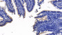 DAB staining on IHC-P; Sample: Human Small intestine Tissue; Primary Ab: 10ug/ml Mouse Anti-Human ACE2 Antibody; Second Ab: 2ug/mL HRP-Linked Caprine Anti-Mouse IgG Polyclonal Antibody