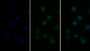 FITC staining on IF; Sample: RAW264.7 cell treated with 5ug/ml Lipopolysaccharide(LPS) and 2uM Monensin for 1 night. Primary Ab: 40ug/ml Mouse Anti-Human TNFa Antibody Second Ab: 5ug/ml FITC-Linked Caprine Anti-Mouse IgG Polyclonal Antibody