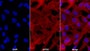 Cy3 staining on IF; Sample: Primary Canine Pulmonary Fibroblasts cell; Primary Ab: 20ug/ml Rabbit Anti-Human VIM Antibody; Second Ab: 2ug/ml Cy3-Linked Caprine Anti-Rabbit IgG Polyclonal Antibody