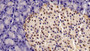 DAB staining on IHC-P; Sample: Rat Pancreas Tissue; Primary Ab: 10ug/ml Mouse Anti-Human HDAC1 Antibody; Second Ab: 2ug/mL HRP-Linked Caprine Anti-Mouse IgG Polyclonal Antibody