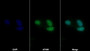 AF488 staining on IF; Sample: SH-SY5Y cell; Primary Ab: 20ug/ml Rabbit Anti-Human SGLT1 Antibody; Second Ab: 2ug/ml AF488-Linked Caprine Anti-Rabbit IgG Polyclonal Antibody