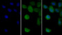 FITC staining on IF; Sample: Human MCF7 cell; Primary Ab: 30ug/ml Mouse Anti-Human VIM Antibody; Second Ab: 1ug/ml FITC-Linked Caprine Anti-Mouse IgG Polyclonal Antibody