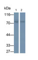 Western Blot; Samples: Lane1: HepG2 cell lysate; Lane2: MCF7 cell lysate; Primary Ab: 0.5ug/ml Mouse Anti-Human MAN1A1 Antibody; Second Ab: 0.2ug/ml HRP-Linked Caprine Anti-Mouse IgG Polyclonal Antibody