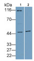 Western Blot; Sample: Lane1: Hela cell lysate; Lane2: A549 cell lysate Primary Ab: 1ug/ml Rabbit Anti-Human AURKA Antibody Second Ab: 0.2ug/mL HRP-Linked Caprine Anti-Rabbit IgG Polyclonal Antibody