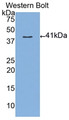 Western Blot; Sample: Recombinant MUC3, Human.